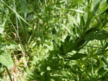 Fotografia da espécie Achillea ageratum