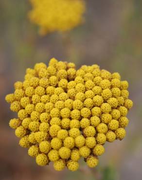 Fotografia 10 da espécie Achillea ageratum no Jardim Botânico UTAD