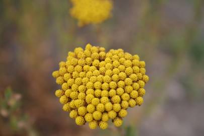 Fotografia da espécie Achillea ageratum