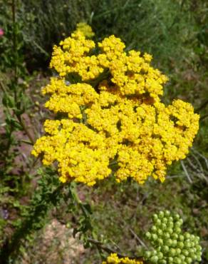 Fotografia 11 da espécie Achillea ageratum no Jardim Botânico UTAD