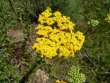 Fotografia da espécie Achillea ageratum