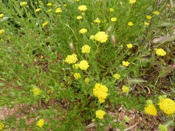 Fotografia da espécie Achillea ageratum