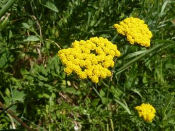 Fotografia da espécie Achillea ageratum