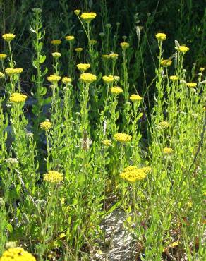 Fotografia 15 da espécie Achillea ageratum no Jardim Botânico UTAD