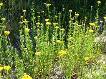 Fotografia da espécie Achillea ageratum