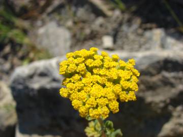 Fotografia da espécie Achillea ageratum
