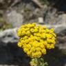 Fotografia 17 da espécie Achillea ageratum do Jardim Botânico UTAD