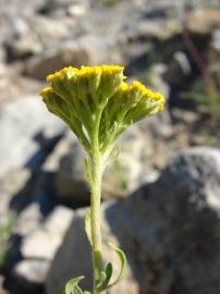 Fotografia da espécie Achillea ageratum