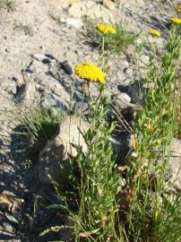 Fotografia da espécie Achillea ageratum