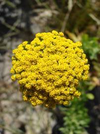 Fotografia da espécie Achillea ageratum