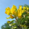 Fotografia 7 da espécie Adenocarpus argyrophyllus do Jardim Botânico UTAD