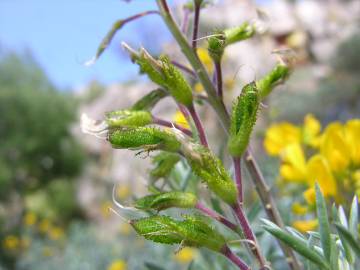 Fotografia da espécie Adenocarpus argyrophyllus