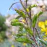 Fotografia 9 da espécie Adenocarpus argyrophyllus do Jardim Botânico UTAD