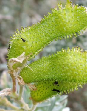 Fotografia 10 da espécie Adenocarpus argyrophyllus no Jardim Botânico UTAD