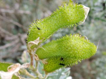 Fotografia da espécie Adenocarpus argyrophyllus