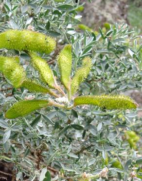 Fotografia 12 da espécie Adenocarpus argyrophyllus no Jardim Botânico UTAD