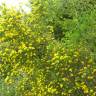 Fotografia 4 da espécie Adenocarpus telonensis do Jardim Botânico UTAD