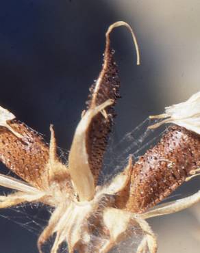 Fotografia 6 da espécie Adenocarpus telonensis no Jardim Botânico UTAD