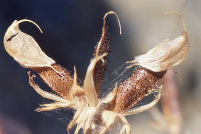 Fotografia da espécie Adenocarpus telonensis