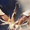 Fotografia 6 da espécie Adenocarpus telonensis do Jardim Botânico UTAD