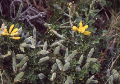 Fotografia da espécie Adenocarpus telonensis