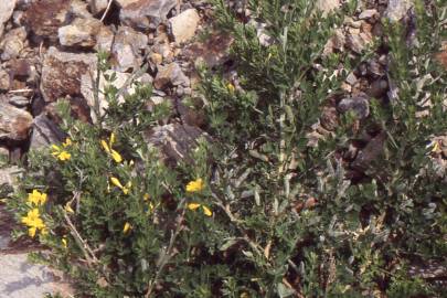 Fotografia da espécie Adenocarpus telonensis