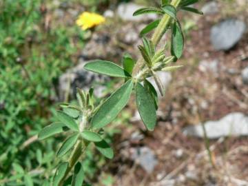 Fotografia da espécie Adenocarpus complicatus