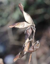 Fotografia da espécie Adenocarpus complicatus