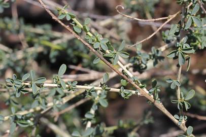 Fotografia da espécie Adenocarpus complicatus