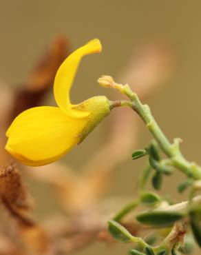 Fotografia 15 da espécie Adenocarpus complicatus no Jardim Botânico UTAD