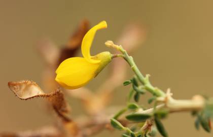 Fotografia da espécie Adenocarpus complicatus