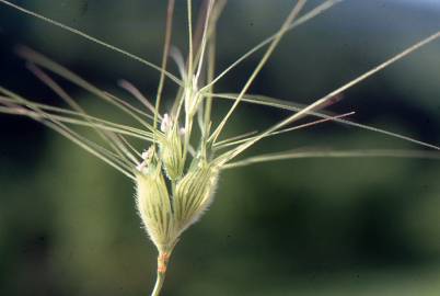 Fotografia da espécie Aegilops neglecta