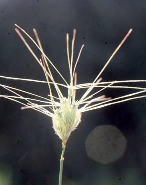 Fotografia 5 da espécie Aegilops neglecta no Jardim Botânico UTAD