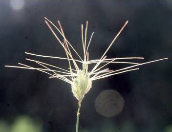 Fotografia da espécie Aegilops neglecta