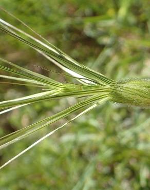 Fotografia 7 da espécie Aegilops neglecta no Jardim Botânico UTAD