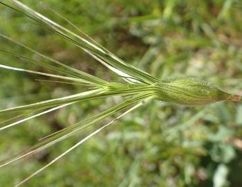 Fotografia da espécie Aegilops neglecta