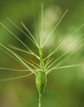 Fotografia 8 da espécie Aegilops neglecta no Jardim Botânico UTAD