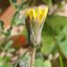 Fotografia 6 da espécie Aetheorhiza bulbosa subesp. bulbosa do Jardim Botânico UTAD