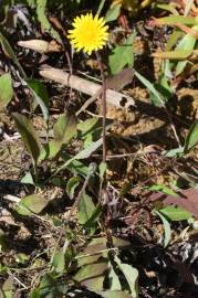 Fotografia da espécie Aetheorhiza bulbosa subesp. bulbosa