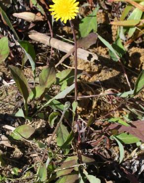 Fotografia 9 da espécie Aetheorhiza bulbosa subesp. bulbosa no Jardim Botânico UTAD