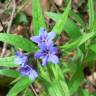 Fotografia 3 da espécie Aegonychon purpurocaeruleum do Jardim Botânico UTAD