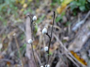 Fotografia da espécie Aegonychon purpurocaeruleum