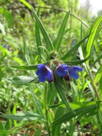 Fotografia da espécie Aegonychon purpurocaeruleum