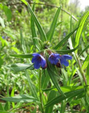 Fotografia 5 da espécie Aegonychon purpurocaeruleum no Jardim Botânico UTAD