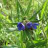 Fotografia 5 da espécie Aegonychon purpurocaeruleum do Jardim Botânico UTAD