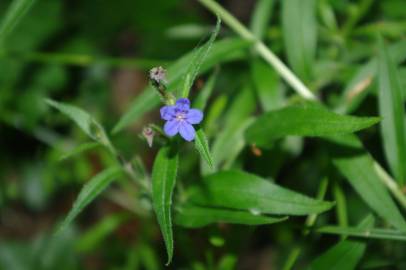 Fotografia da espécie Aegonychon purpurocaeruleum