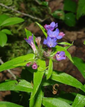 Fotografia 7 da espécie Aegonychon purpurocaeruleum no Jardim Botânico UTAD