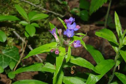 Fotografia da espécie Aegonychon purpurocaeruleum