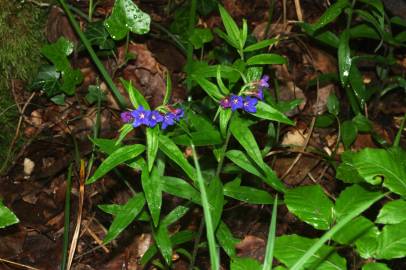 Fotografia da espécie Aegonychon purpurocaeruleum