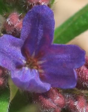 Fotografia 9 da espécie Aegonychon purpurocaeruleum no Jardim Botânico UTAD